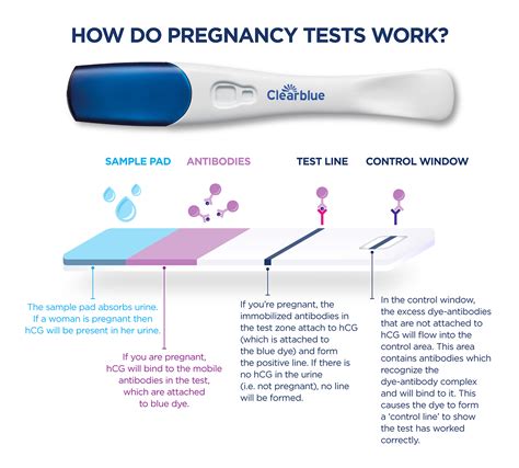 taking hcg drops to test positive pregnancy|high hcg levels pregnancy.